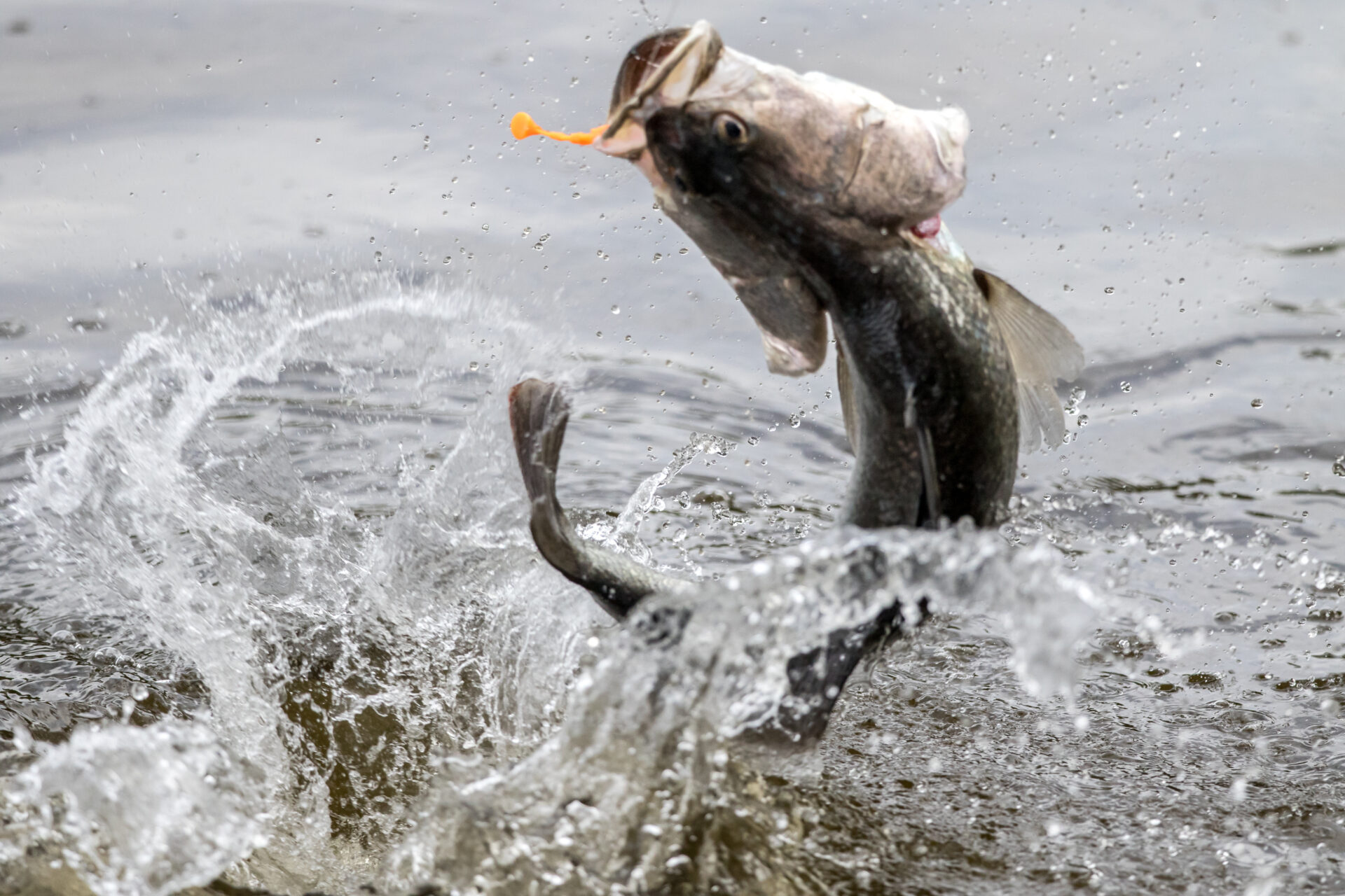 creative barramundi jumps into the air when it is hooked by a angler in the fishing tournament