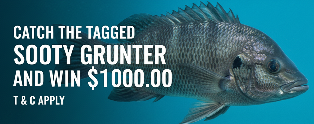 Tagged Fish Comp Catch the Tagged Sooty Grunter